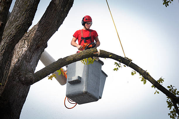 Residential Tree Removal in University Of Virginia, VA